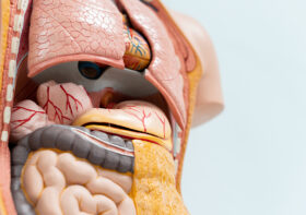 Modele anatomiczne jako niezastąpione instrument w kształceniu medycznym i praktyce klinicznej.