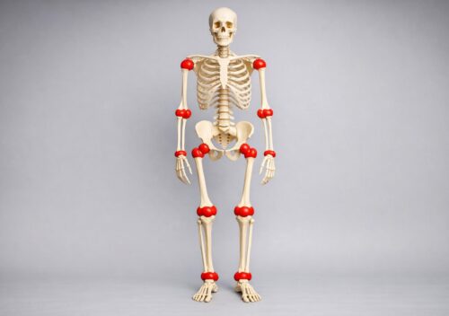 Modele anatomiczne jako praktyczne wsparcie w kształceniu specjalistów