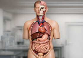 Modele anatomiczne w edukacji: narzędzia, które zmieniają sposób nauki